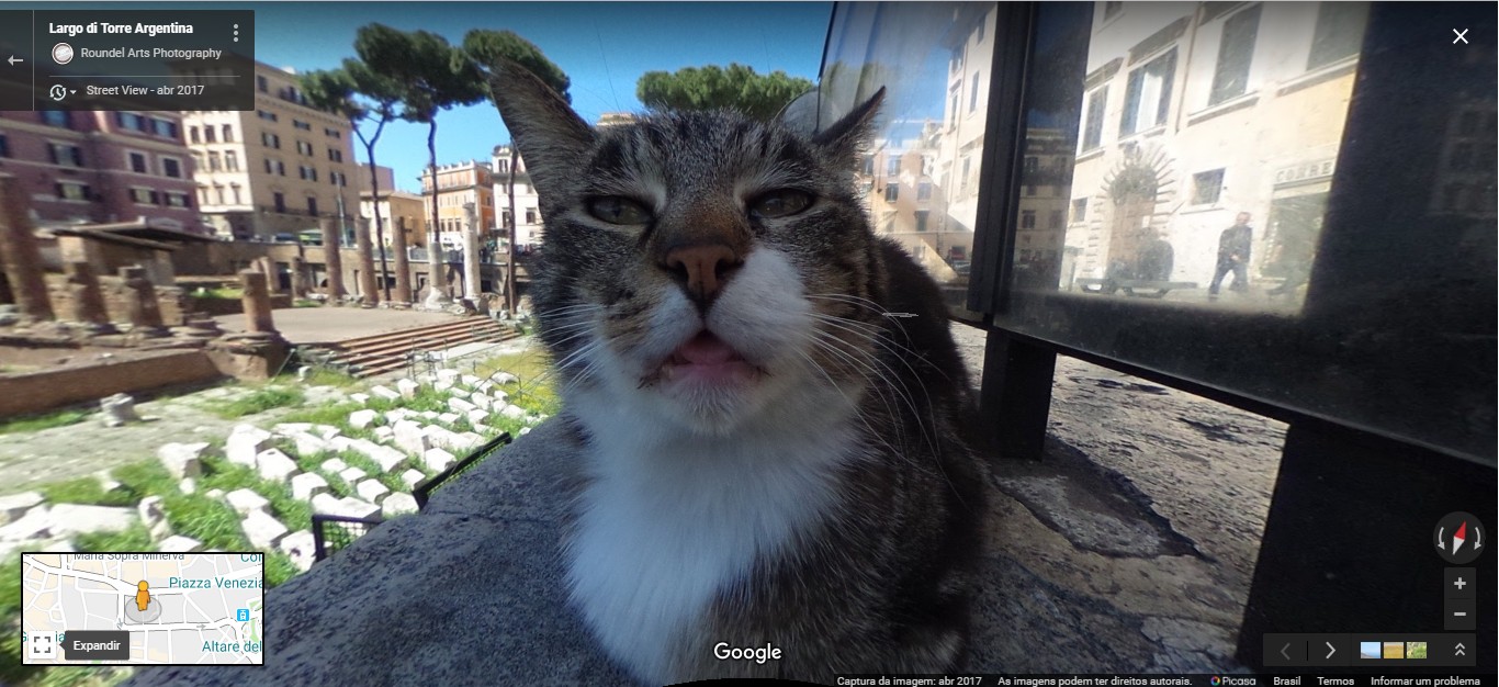 Gatinho fofo chama a atenção no Google Maps (Foto: Reprodução/Google Maps)