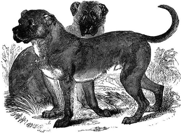 Ilustração de um dogo cubano no livro The Animal Kingdom Illustrated (1885) (Foto: Domínio Público / WikimediaCommons / CreativeCommons)