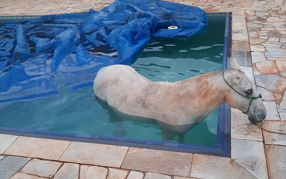 Corpo De Bombeiros E Acionado Para Retirar Cavalo De Piscina No Interior De Sp Bauru E Marilia G1