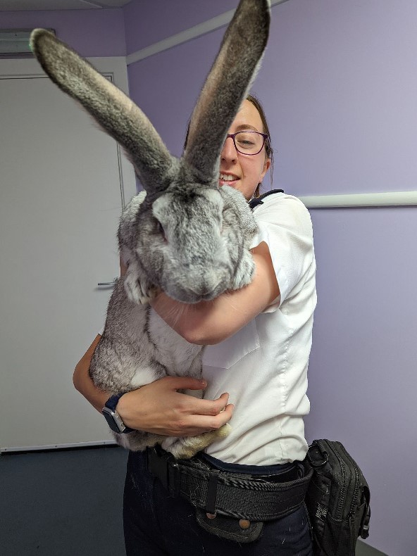ONG do Reino Unido resgata 47 coelhos gigantes após denúncia de maus tratos (Foto: reprodução/People/ COURTESY OF RSPCA)