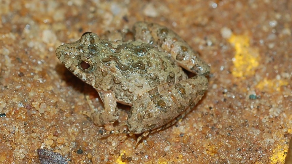 Pseudopaludicola murundu encontrada em Poços de Caldas (MG) (Foto: Divulgação)