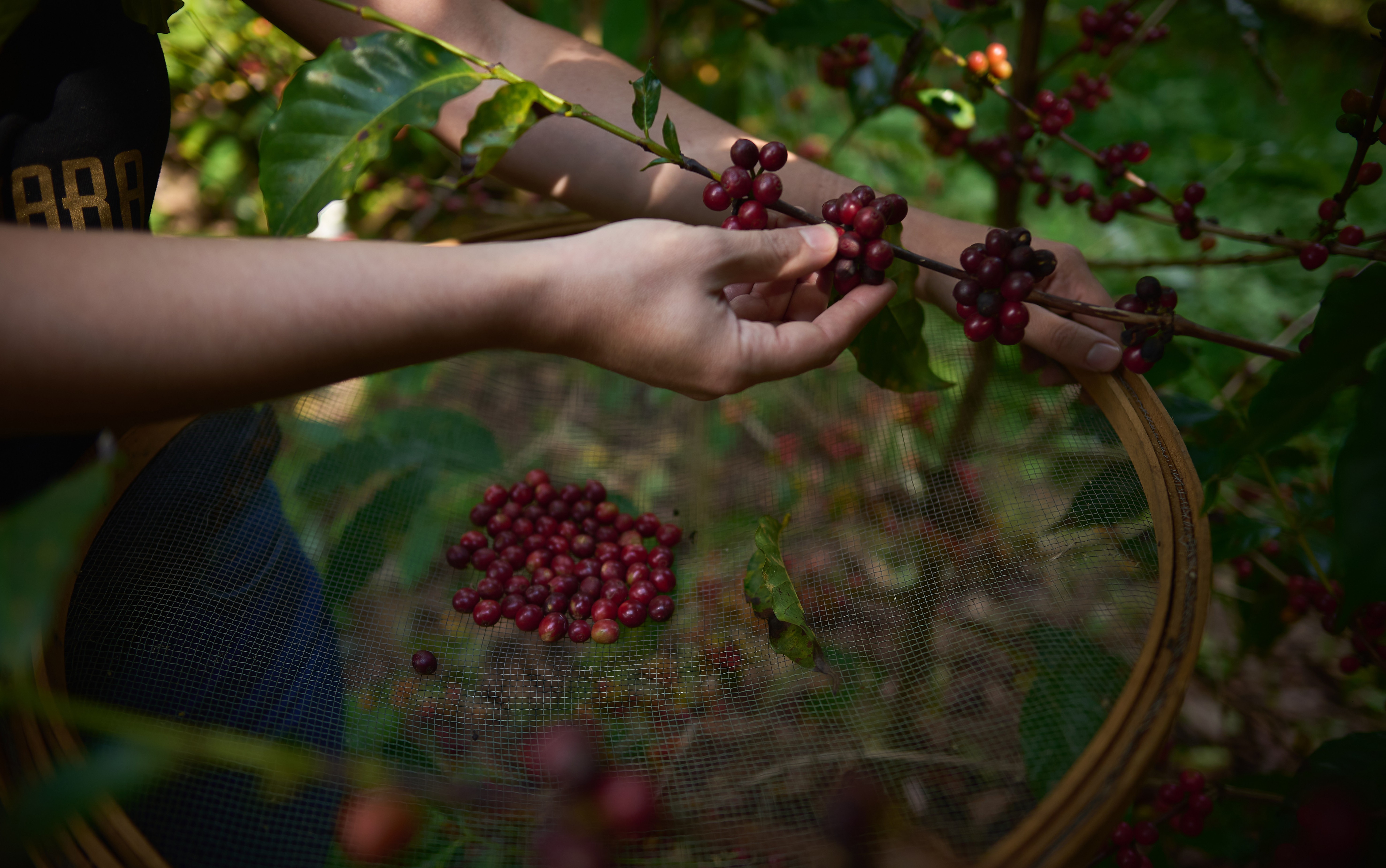 30% do café produzido no Paraná é gourmet, indica Secretaria Estadual da Agricultura