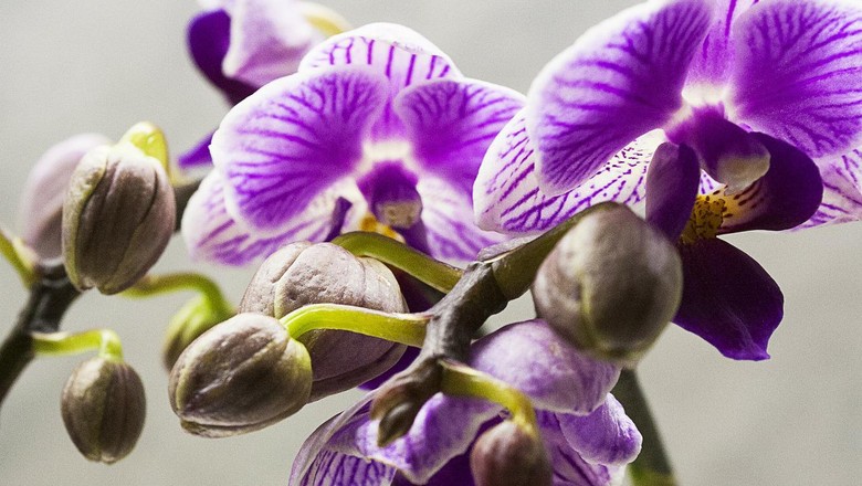 Se bem cuidada, uma orquídea pode permanecer florida por até 90 dias (Foto: Pixabay)