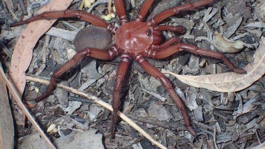 Nova espécie de aranha gigante e ameaçada é descrita na Austrália 
