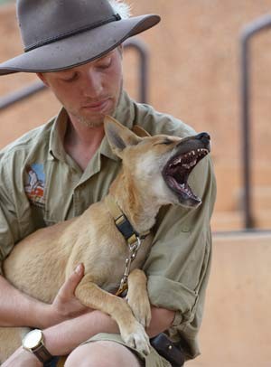 Dingo: você conhece o cão selvagem da Austrália?