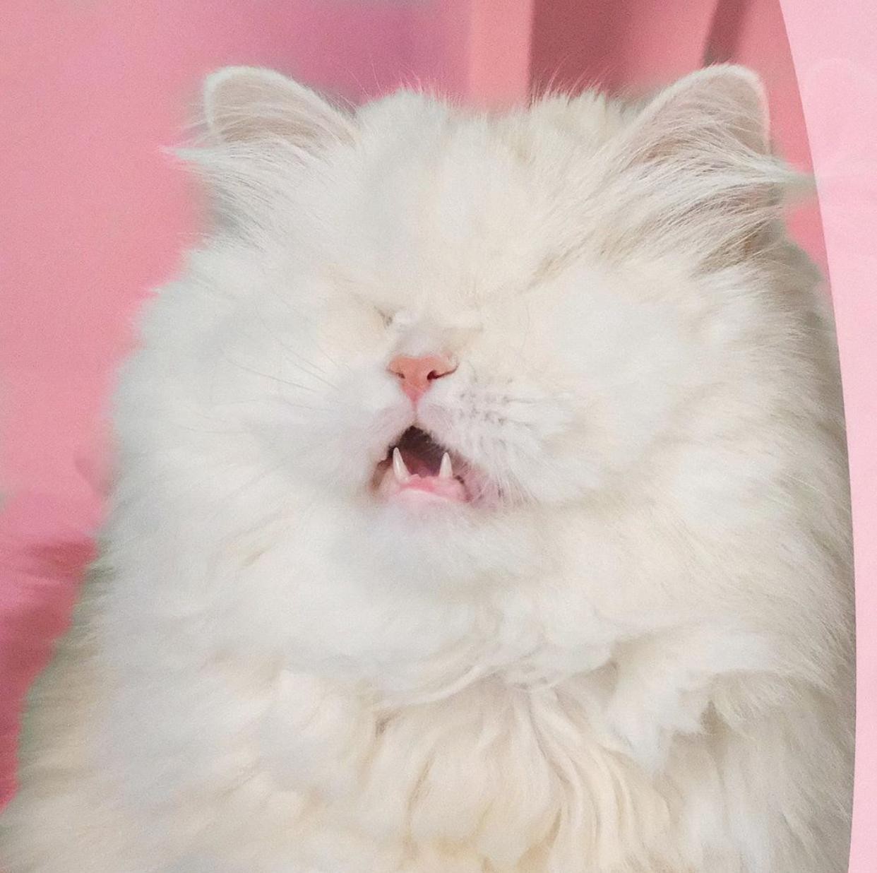 Moet, o gato persa cego que conquistou milhares de seguidores no Instagram (Foto: Reprodução/Instagram)