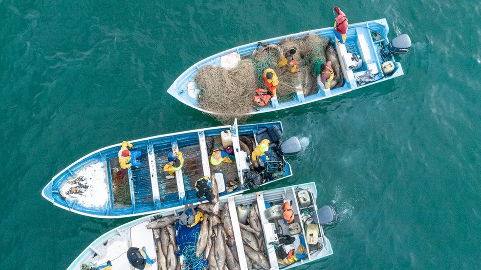 Pescadores de cidades próximas a San Felipe se beneficiaram com a extração ilegal da totoaba — Foto: Sea Shepherd/BBC