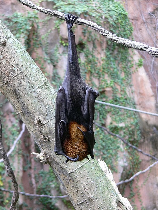 Morcego Pteropus, espécie que transmite o vírus Nipah  (Foto: Wikimedia Commons )