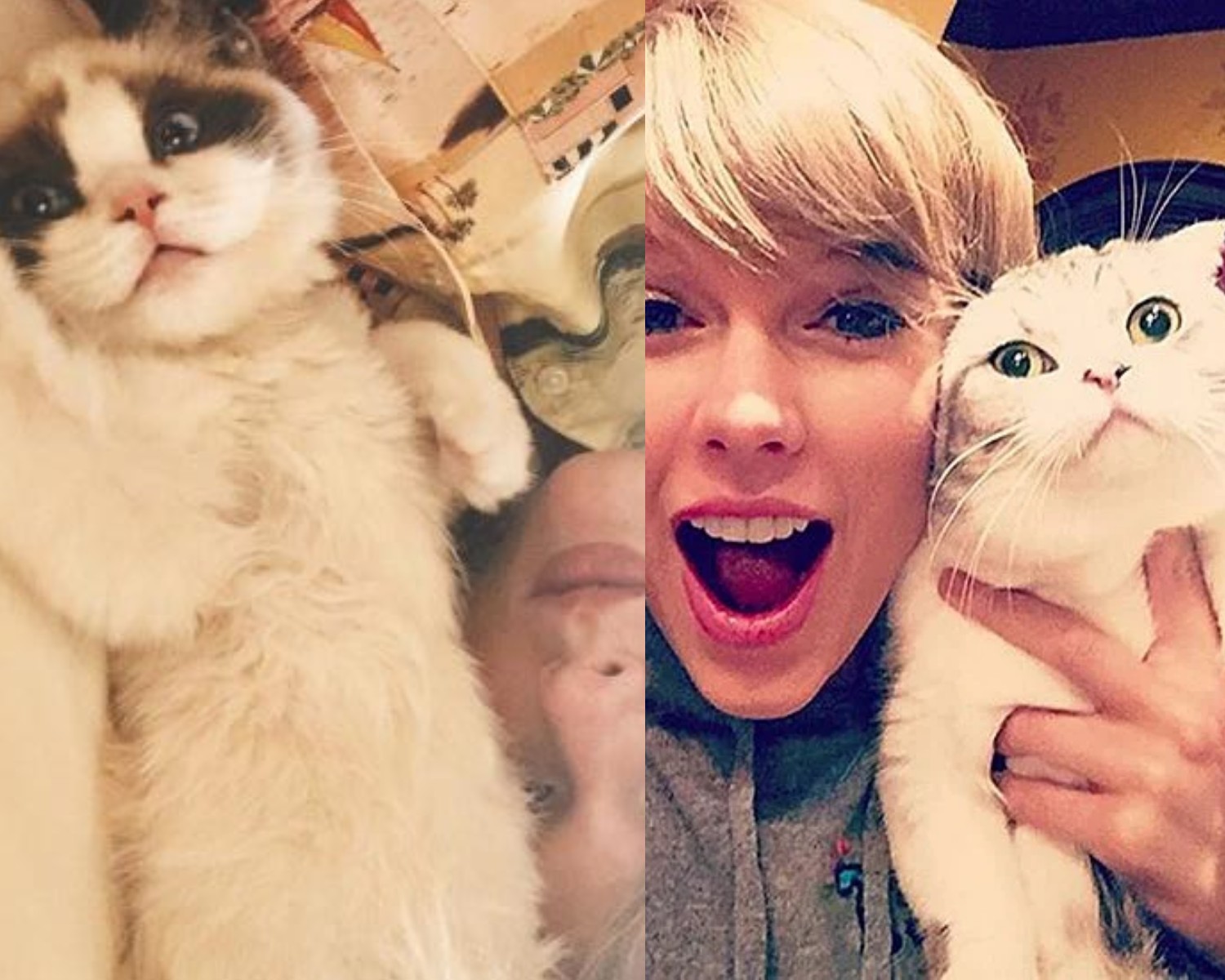 Taylor Swift não esconde seu amor por gatos (Foto:  (Foto: @taylorswift/ Instagram/ Reprodução))