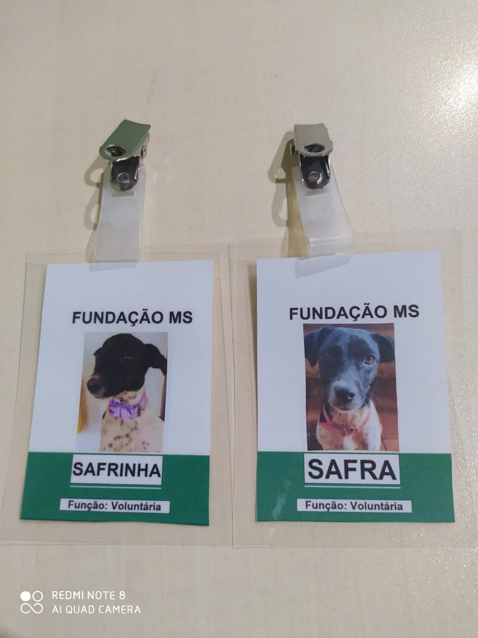 fundacao-ms-cachorras (Foto: Divulgação/Fundação MS)