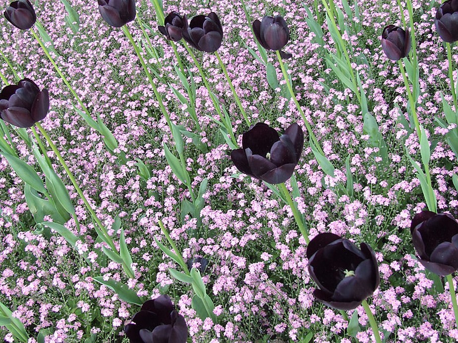Tulipas negras se destacam em campo com floração de pequenas flores em lilás