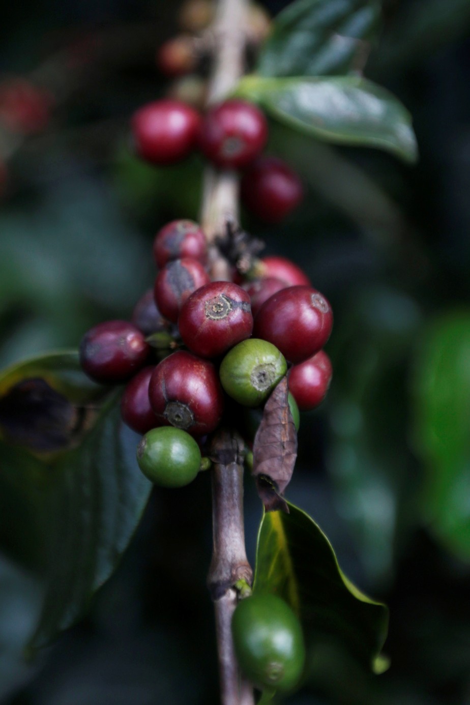 País é o terceiro maior produtor de café do mundo, depois do Brasil e do Vietnã