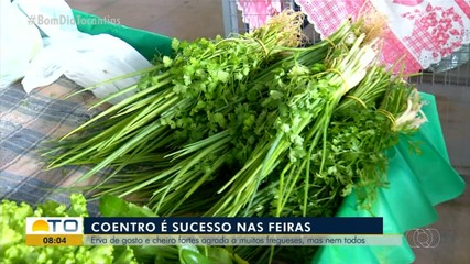 Coentro é sucesso nas feiras, mas não agrada todos os paladares