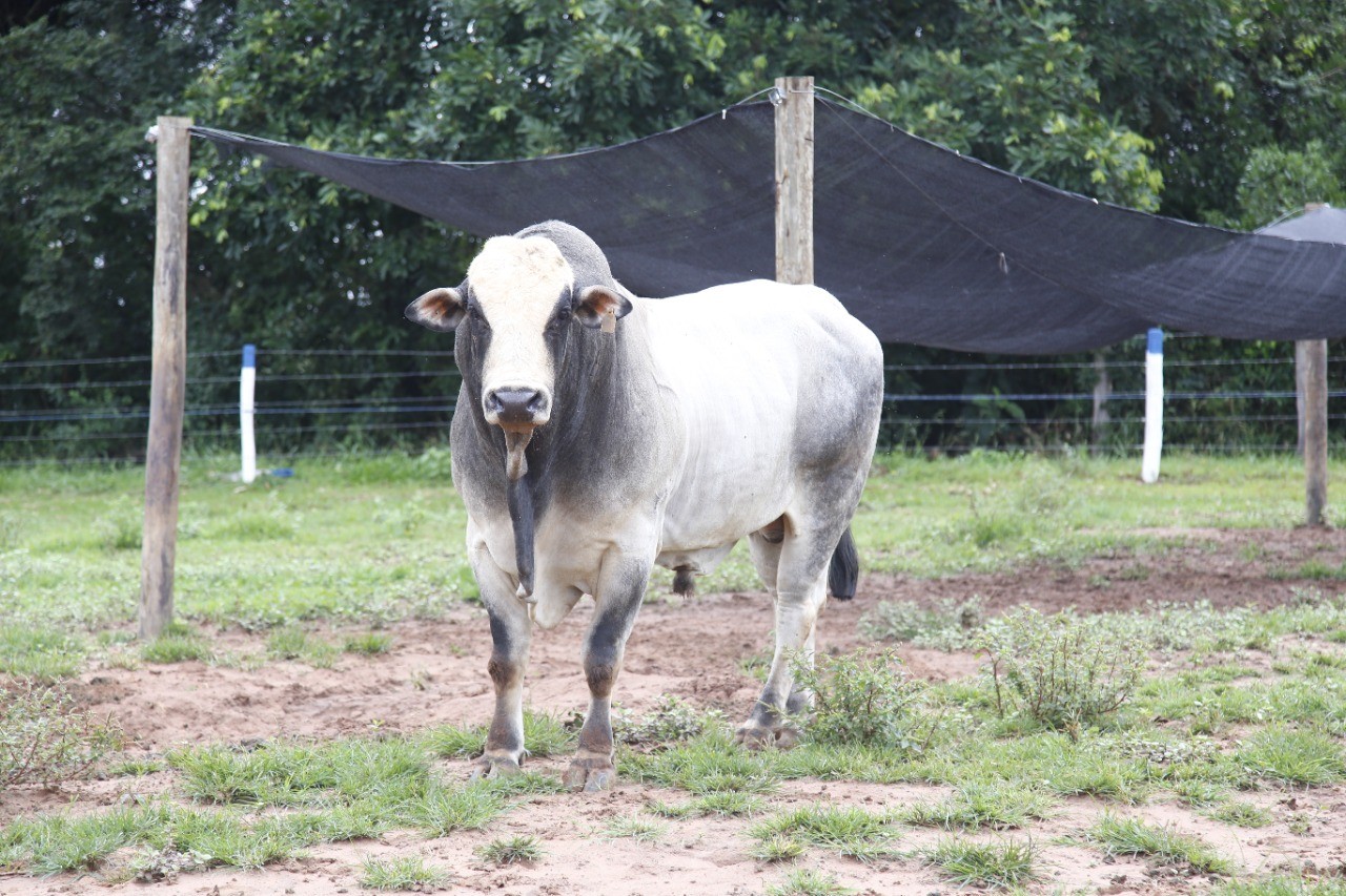 Quanto ganha um peão de rodeio? Brasileiros já levaram milhões - Revista  Globo Rural