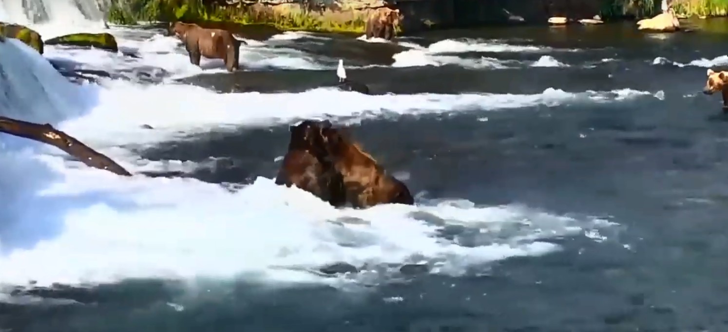 De acordo com especialistas, ursos evitam confrontos para não se machucarem (Foto: Youtube / Explore Live Nature Cams)
