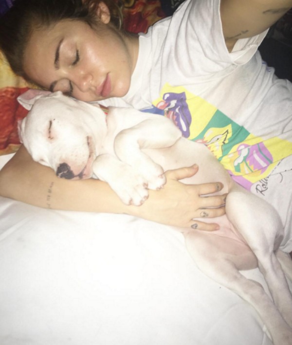 Miley Cyrus junto com sua pit bull Milky (Foto: Reprodução/Instagram)