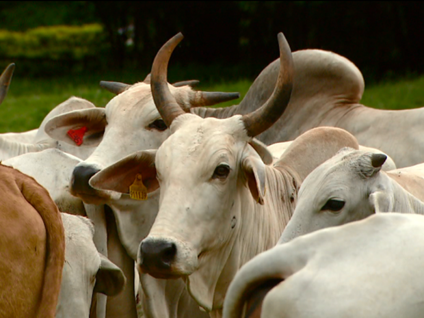 Número de furtos de gado aumentou na Zona Rural de Campinas, SP (Foto: Reprodução/ EPTV)