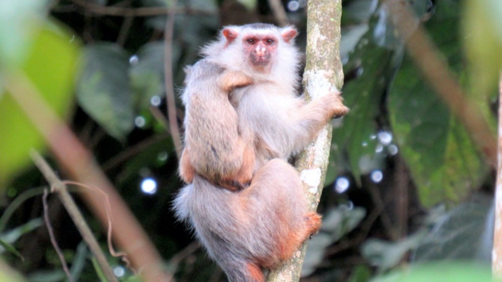 Pesquisadores Da Ufmt Publicam Artigo Sobre Nova Especie De Sagui Encontrado Nas Bacias Do Juruena E Teles Pires Mato Grosso G1