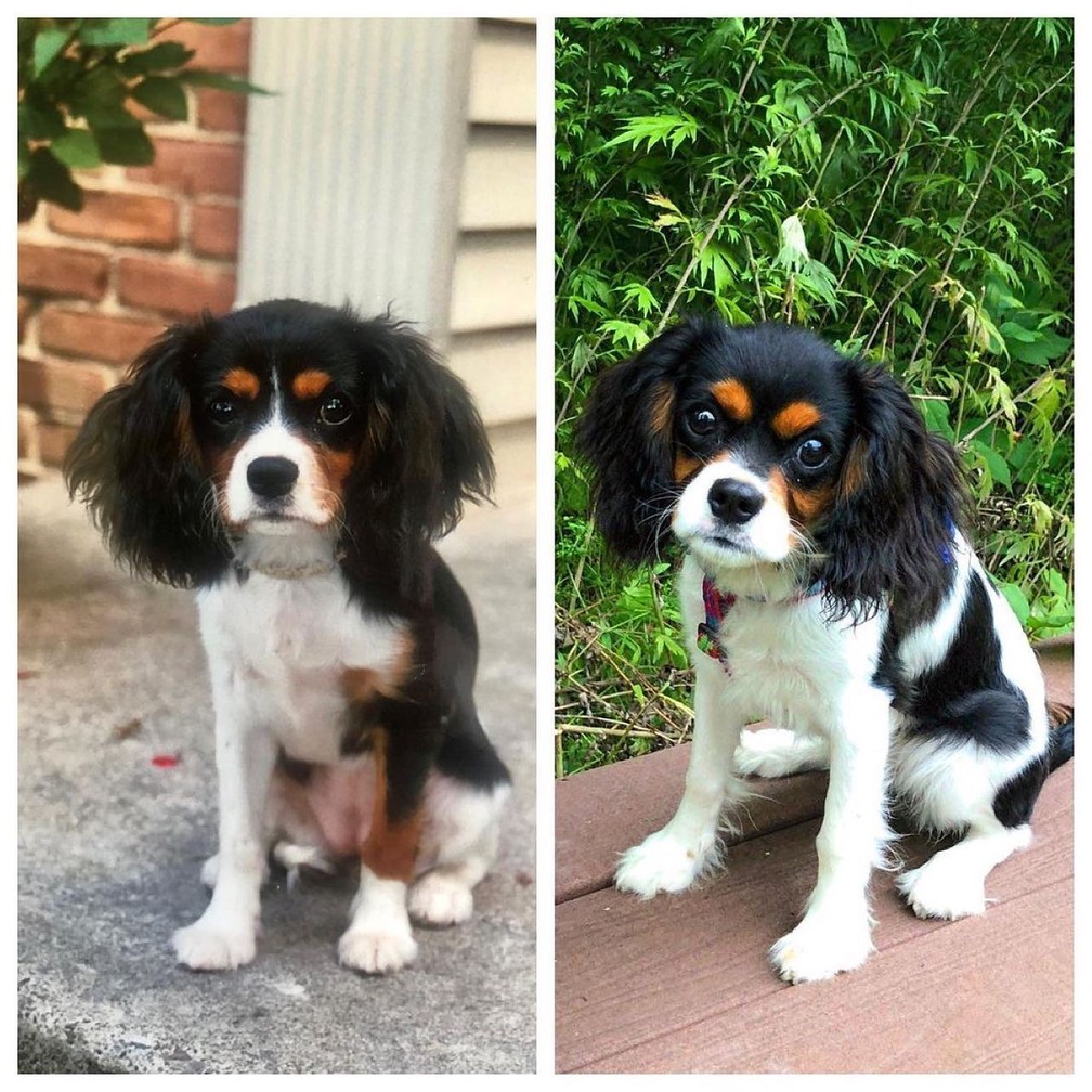 Comparação entre os pets 'original' e clonado — Foto: Reprodução/Instagram/ViaGen Pet and Equine