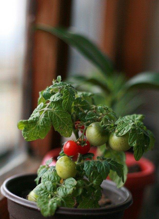 O tomate-cereja é uma planta de fácil cultivo podendo, inclusive, ser plantada em vasos (Foto: Pexels / Bacho Nadiradze / CreativeCommons)