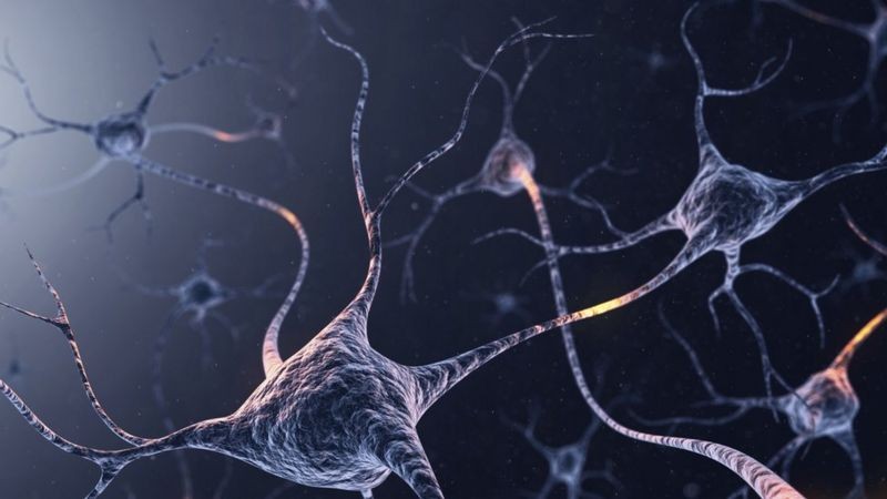 Interconexão no cérebro foi maior sob psilocibina do que com antidepressivo convencional (Foto: Getty Images via BBC News)