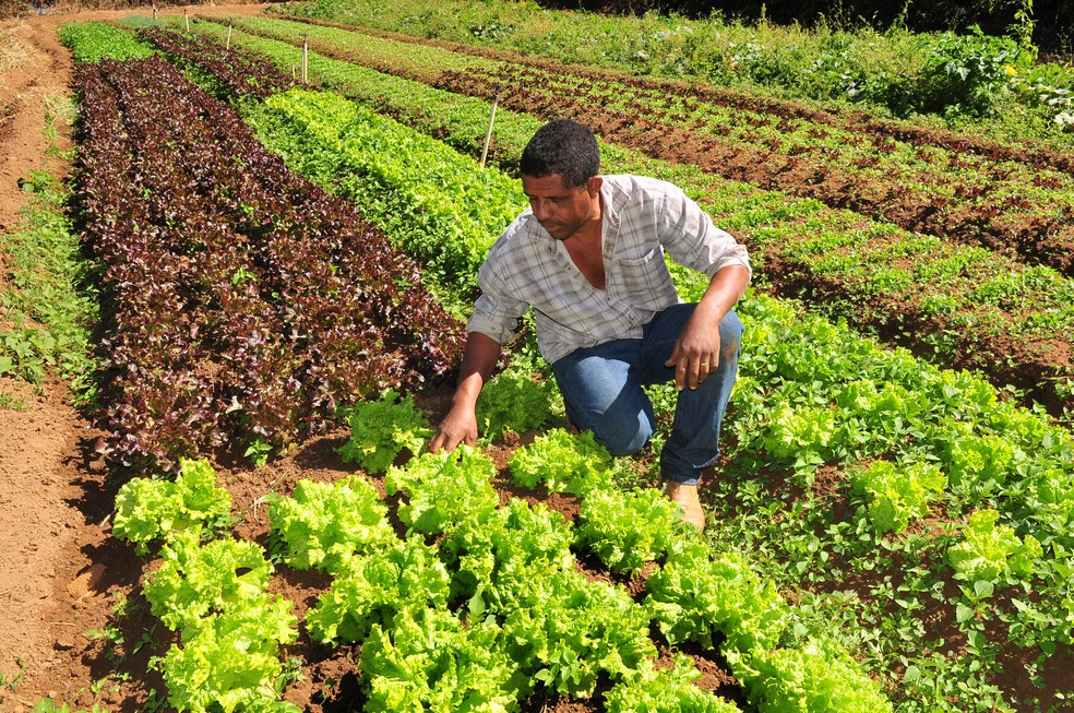 Produtor rural do DF em meio à plantação de alfaces — Foto: Tony Winston/Agência Brasília