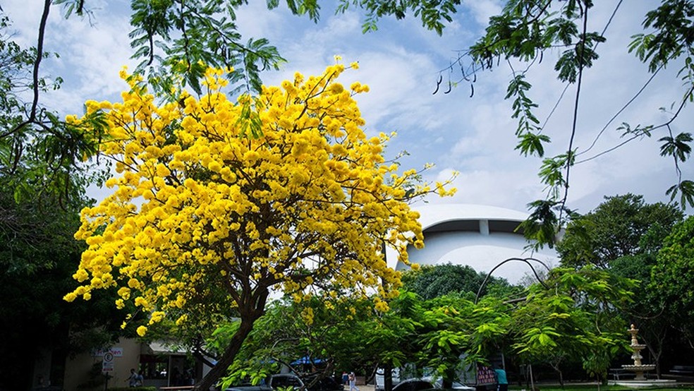 A flor do ipê amarelo foi declarada símbolo do Brasil há 60 anos. A árvore dessa espécie foi escolhida em 2021 como símbolo de Fortaleza  — Foto: Ares Soares