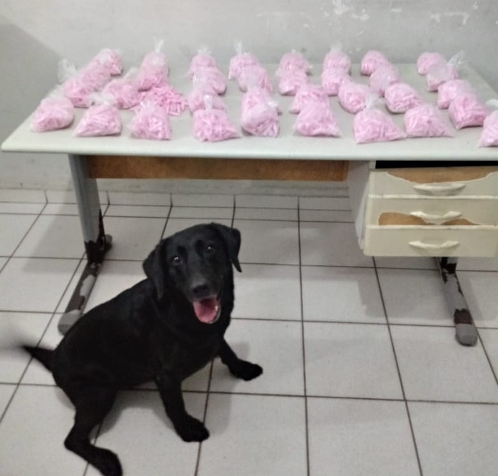Droga foi encontrada com a ajuda do cão do canil da PM em Marília  — Foto: Polícia Militar / Divulgação 
