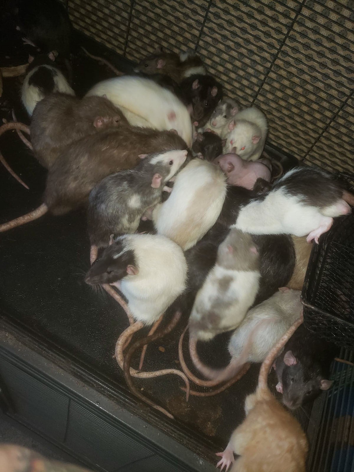 Há ratos obedientes e há ratos rebeldes entre os pets de Michele, mas os demais bichos toleram bem todos eles (Foto: Arquivo Pessoal/ Michele Raybon)