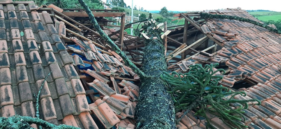 Tronco de árvore destruiu parte do telhado de uma casa, em Ibaiti — Foto: Divulgação/Defesa Civil