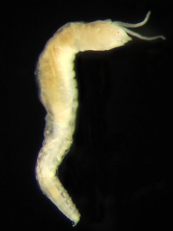 Animal pode chegar a 10 milímetros de comprimento, mas a maior parte dos vermes encontrados tinham entre 0,4 mm e 0,5 mm (Foto: National Museums Scotland)
