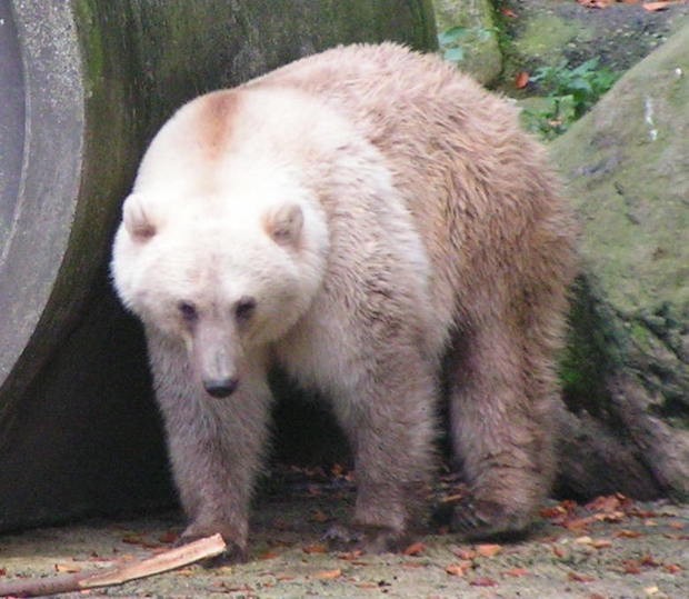 O animal híbrido de um urso polar e um urso pardo possui pelagem mesclada (Foto: Corradox/ Wikimedia Commons/ CreativeCommons)