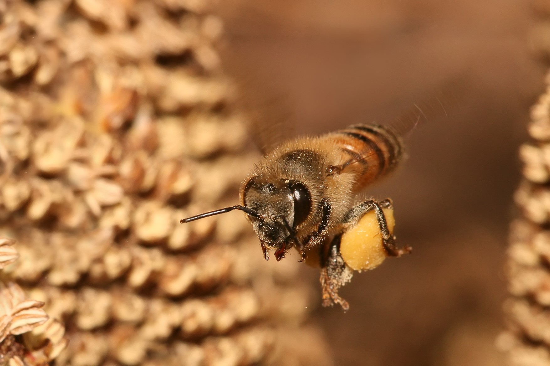 AlÃ©m da abelha, outros animais produzem mel (Foto: Wikimedia Commons)