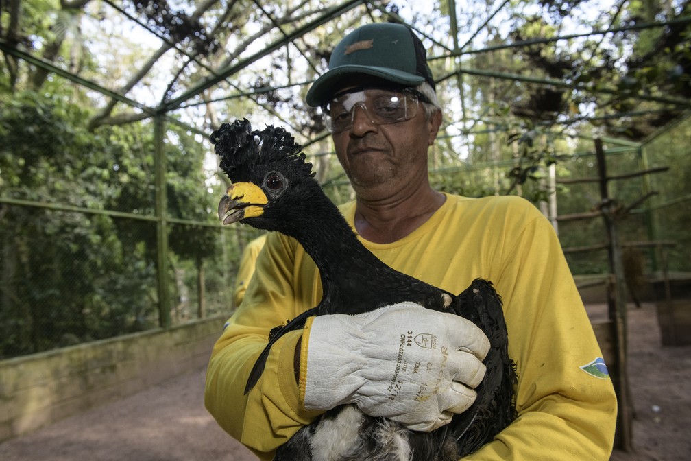 Projeto de Soltura do Mutum-de-Penacho é uma iniciativa para a preservação da espécie na área de influência da Usina Hidrelétrica de Porto Primavera — Foto: Luciano Candisani