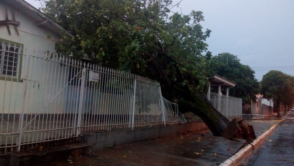 Árvore caiu em cima de uma casa, em Anhumas — Foto: Sérgio Manoel/Cedida