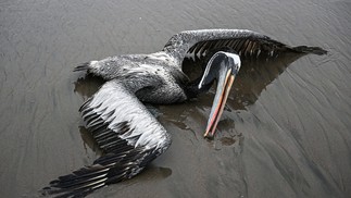 Pelicano suspeito de ter morrido da gripe aviária H5N1 é encontrado na praia de Lima, capital do Peru  — Foto: ERNESTO BENAVIDES/AFP
