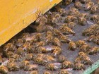 Uso incorreto de agrotóxicos é a principal causa da morte de abelhas
