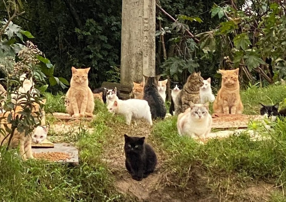 Gatos abandonados em Guaíba — Foto: Divulgação / SOS Gatos da Colônia 