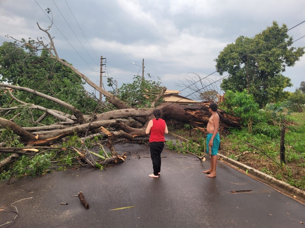Cerca de 15 árvores de grande porte caíram devido ao temporal, em Lucélia (SP) — Foto: Defesa Civil