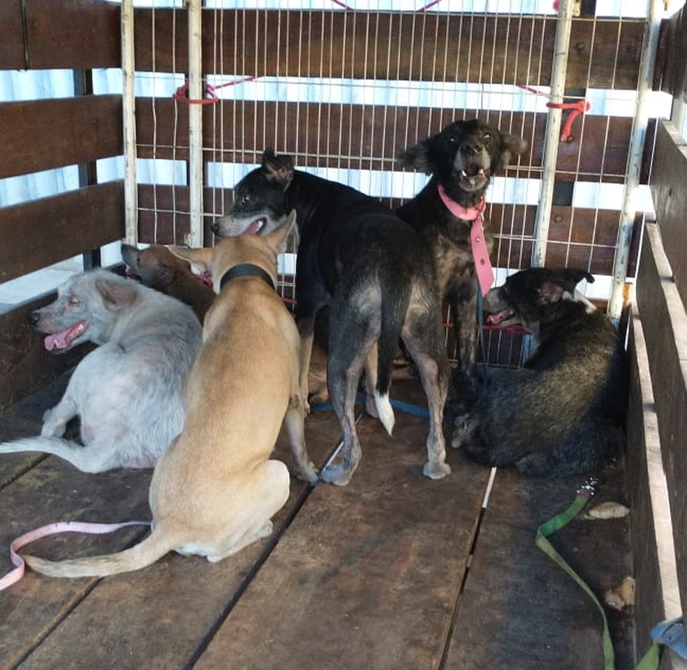 Cães que sobreviveram a incêndio vão para abrigo e protetores fazem campanha para ajudar família em Teresina