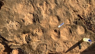 Paleontólogo encontra pegadas inéditas de dinossauros com cerca de 90 milhões de anos no interior de SP 