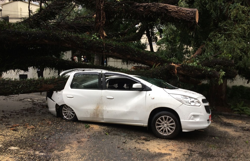 Táxi foi destruído por árvore (Foto: Paulo Toledo Piza/G1)