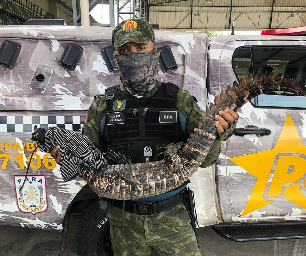 Jacaré é resgatado em prédio da FAB e levado para Parque do Utinga, em ...