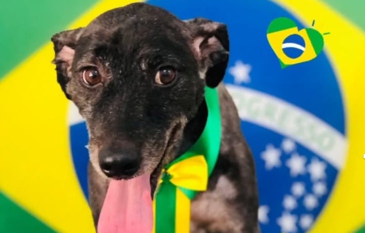 'Torcida Pet EPTV': telespectadores enviam fotos de animais de São Carlos e região no 'Clima da Copa' 