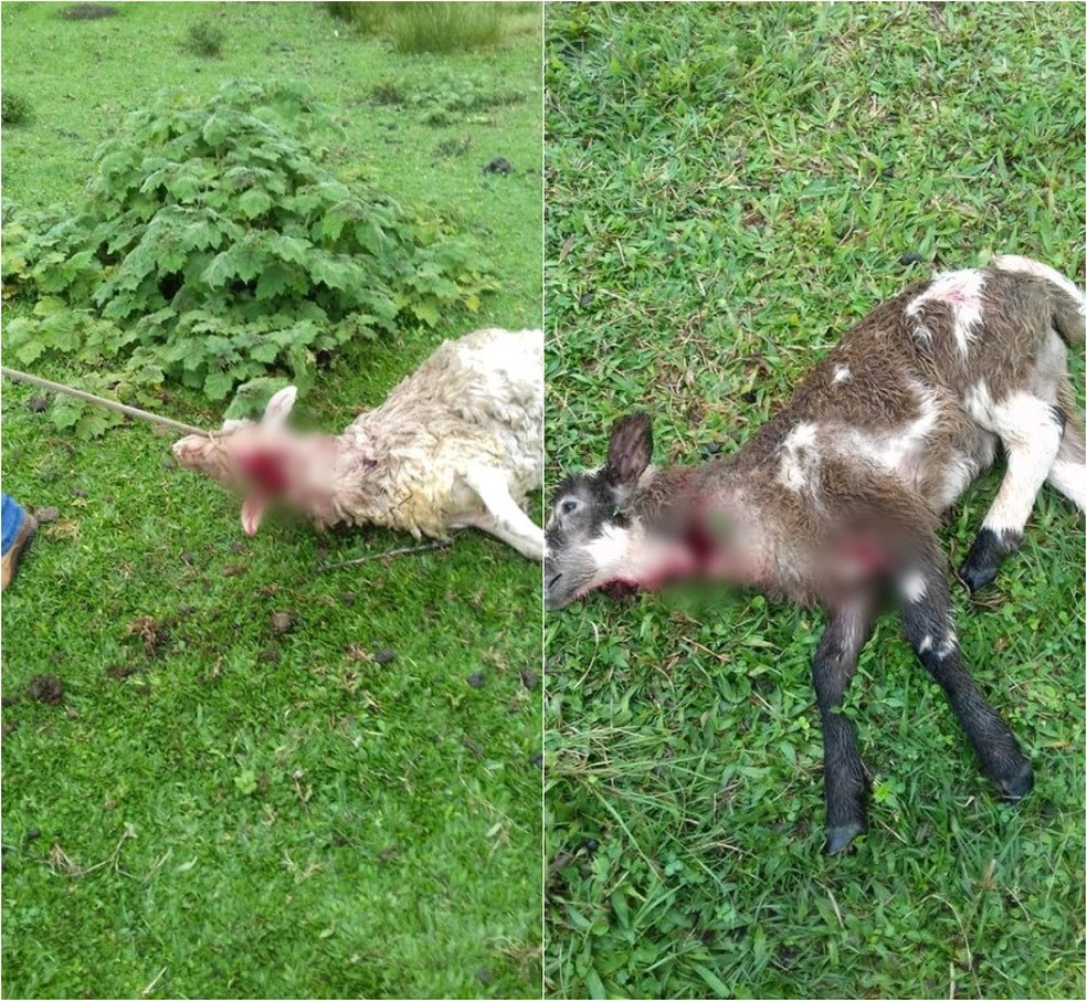Cabras foram atacadas durante a madrugada — Foto: Reprodução/Facebook