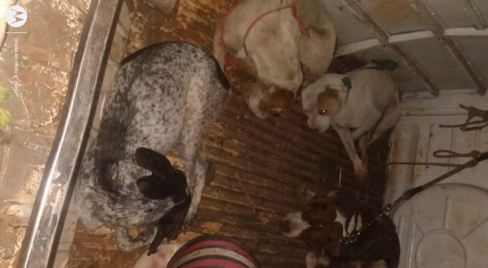 Cães, que seriam usados na caçada, foram devolvidos aos homens em Botucatu  — Foto: Polícia Ambiental / Divulgação 