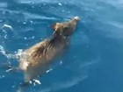 Javali é encontrado nadando em círculos a 6 km da costa na Itália