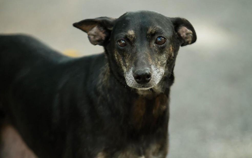 Maria, uma das cadelas resgatadas por Ricardo Fonseca — Foto: Ricardo Fonseca/Arquivo pessoal