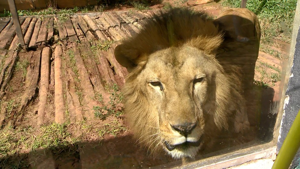 Es Tem Primeiros Filhotes De Onca Nascidos Em Cativeiro E Zoologico Faz Cha Revelacao Espirito Santo G1