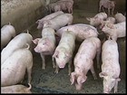 Criadores de suínos de MG esperam a melhora nos preços
